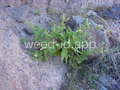 tobacco, desert